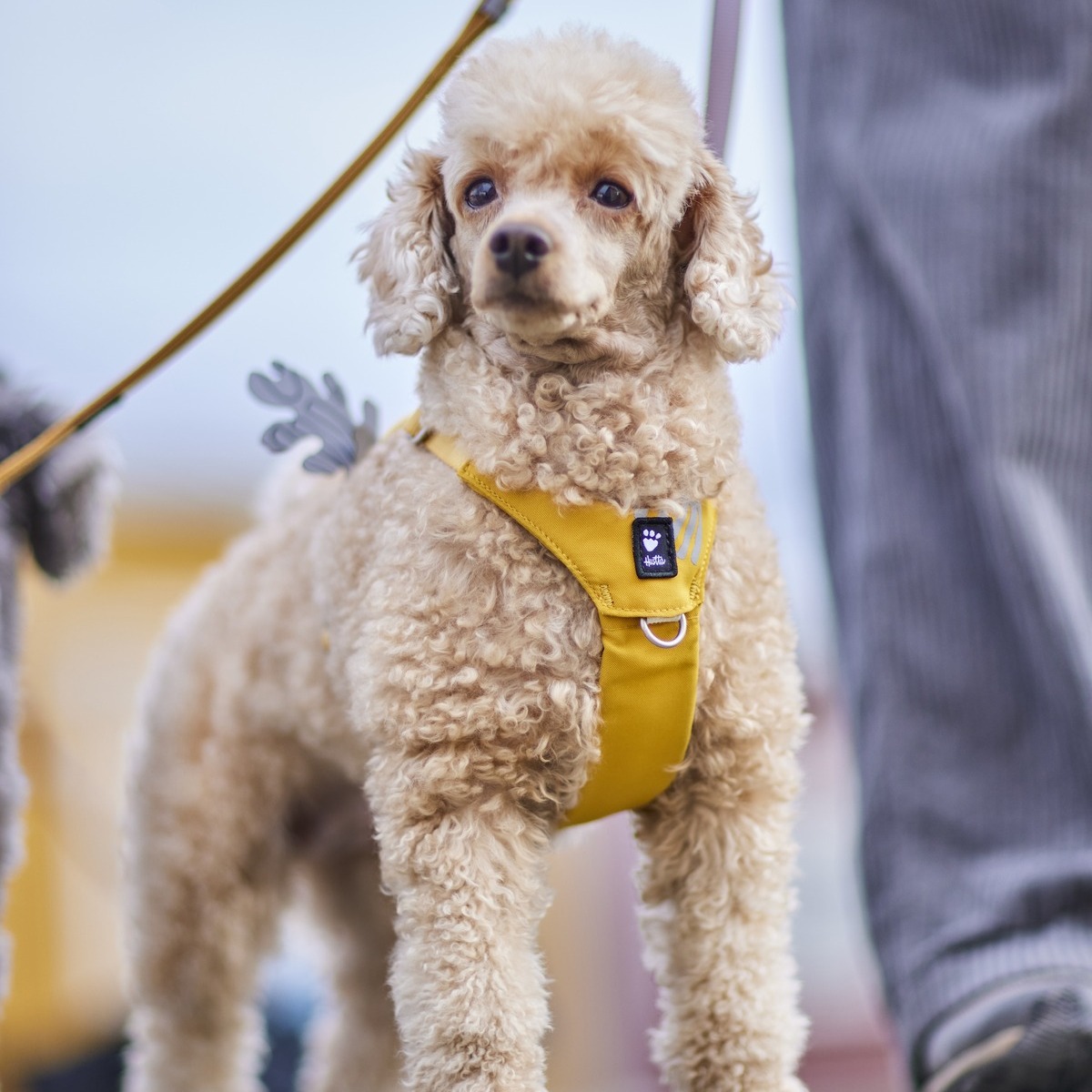 Hurta Hurtta Seeker Harness Honey | Ultraleicht f. Welpen & Hunde