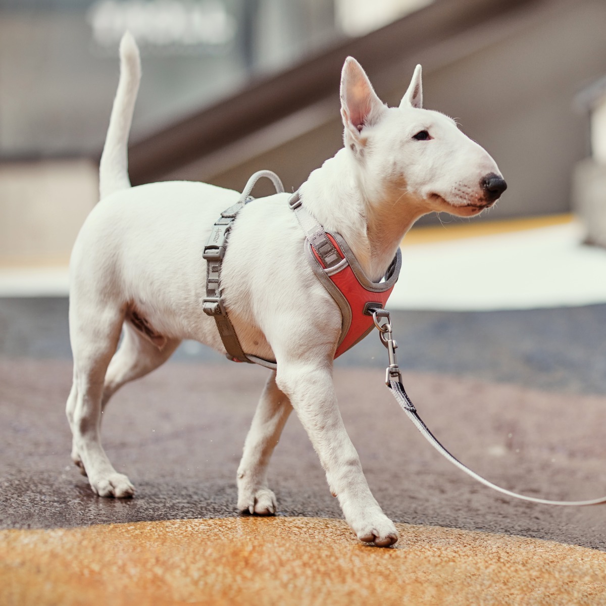 Hurta Hurtta Venture No-Pull Geschirr coral | Zugentlastung für Hunde