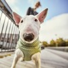 Hurtta Razzle-Dazzle Midlayer jas voor honden, verstelbaar, omkeerbaar